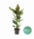 Ficus