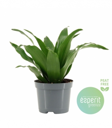 Dracaena