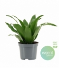 Dracaena