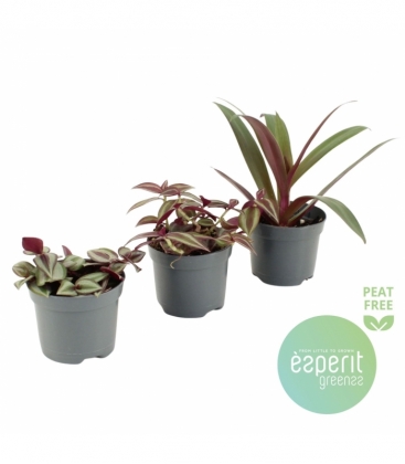 Tradescantia