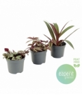 Tradescantia