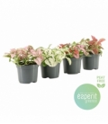 Hypoestes
