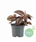 Tradescantia