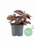 Tradescantia