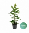 Ficus
