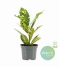 Croton