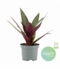 Tradescantia