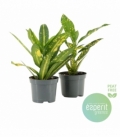 Croton