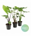 Alocasia