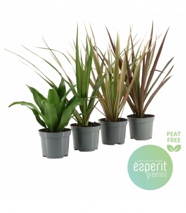 Dracaena