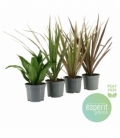 Dracaena