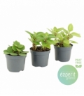 Peperomia