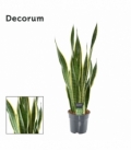 Sansevieria