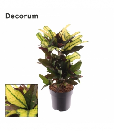 Croton