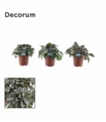 Peperomia