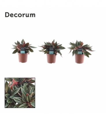 Peperomia