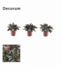 Peperomia