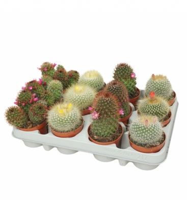 Cactus