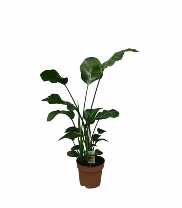 Strelitzia