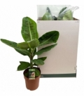 Musa