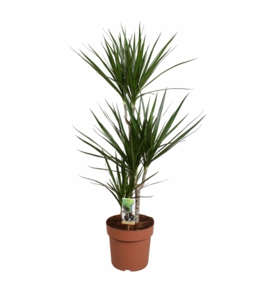 Dracaena