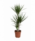 Dracaena