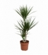 Dracaena