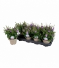 Angelonia