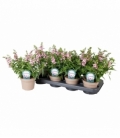 Angelonia