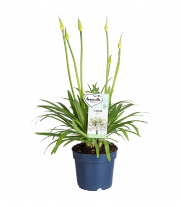 Agapanthus