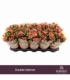 Chrysanthemum