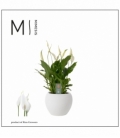Spathiphyllum