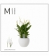Spathiphyllum