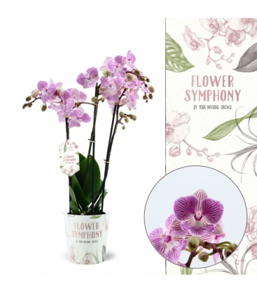 Phalaenopsis