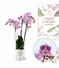 Phalaenopsis