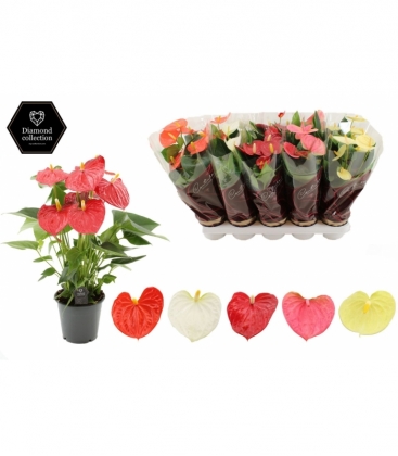 Anthurium