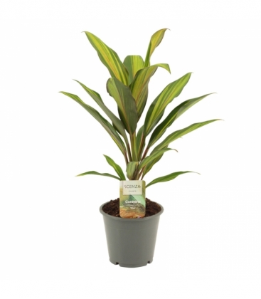 Cordyline