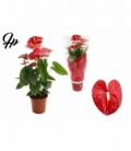 Anthurium