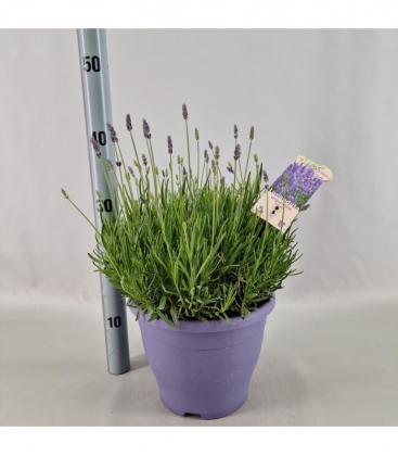 Lavandula