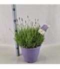 Lavandula
