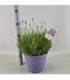 Lavandula