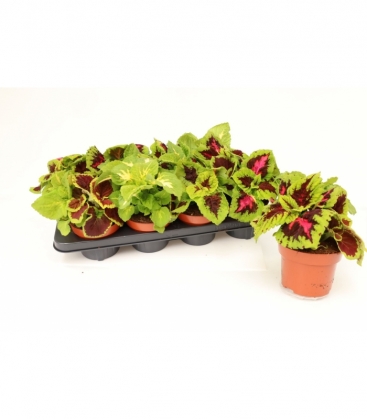 Coleus