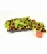Coleus