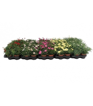 Argyranthemum