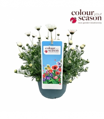 Rhodanthemum