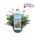 Rhodanthemum