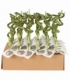 Dracaena
