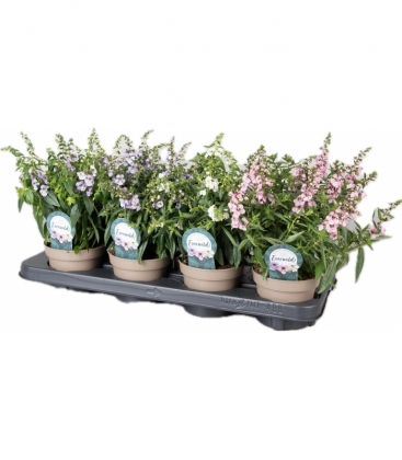 Angelonia