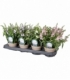 Angelonia