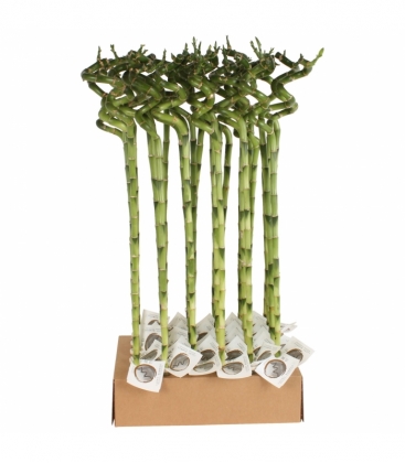 Dracaena